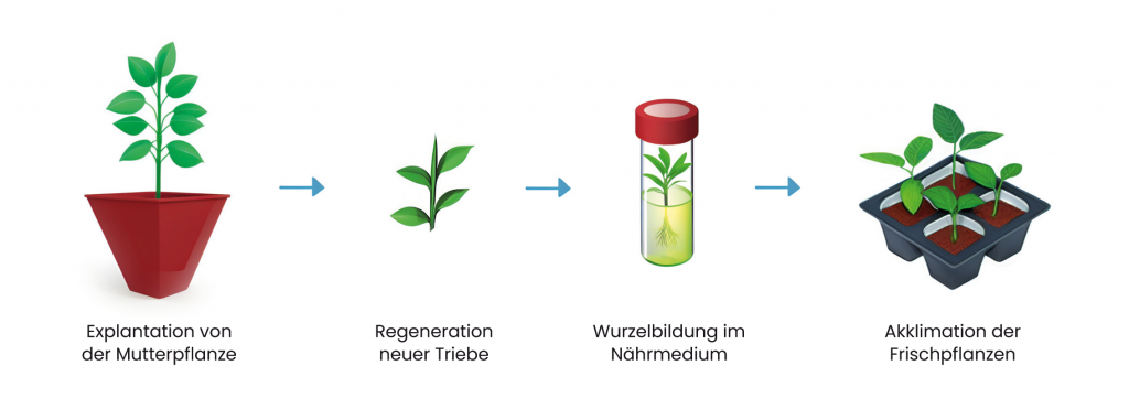 Infografik Invitroprozess Pflanzenpropagation im Labor